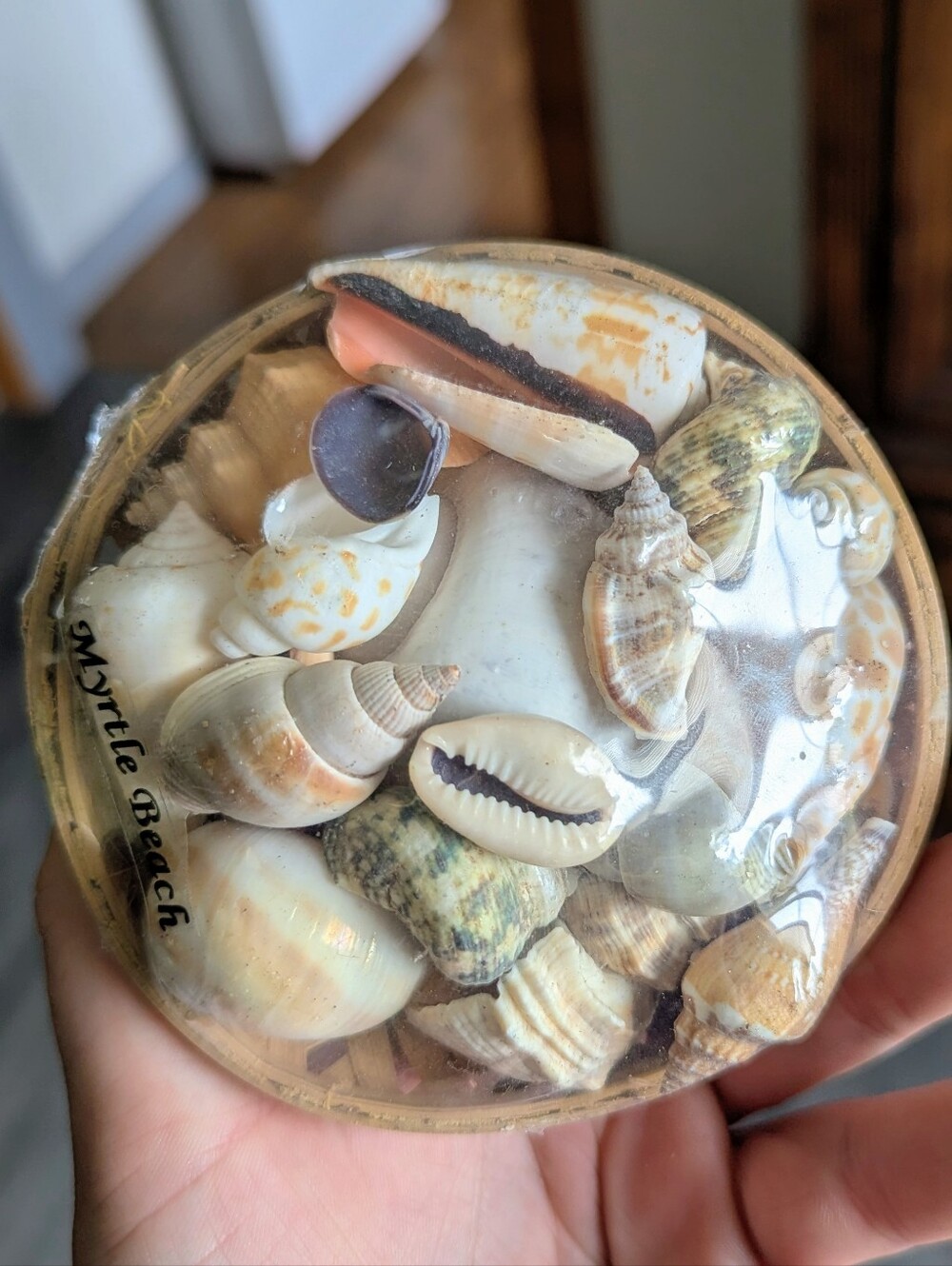 Myrtle Beach Decorative Shell Souvenir - Picture 3 of 3